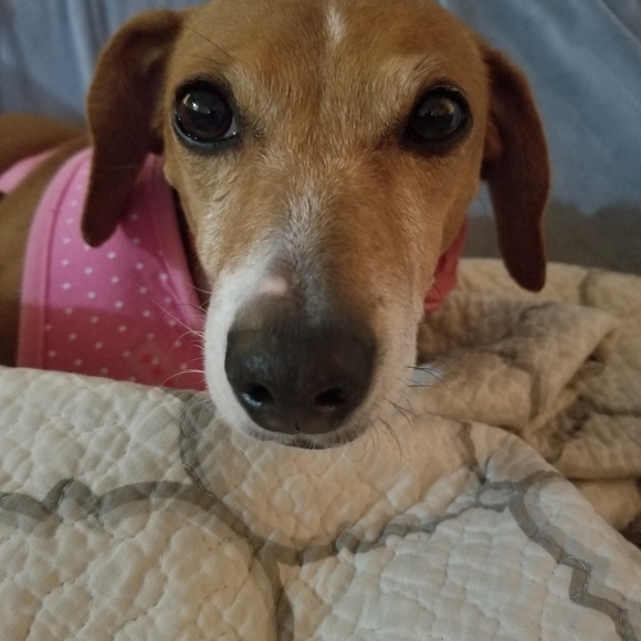 Meet your Posher, Anna - Picture 4 of 5